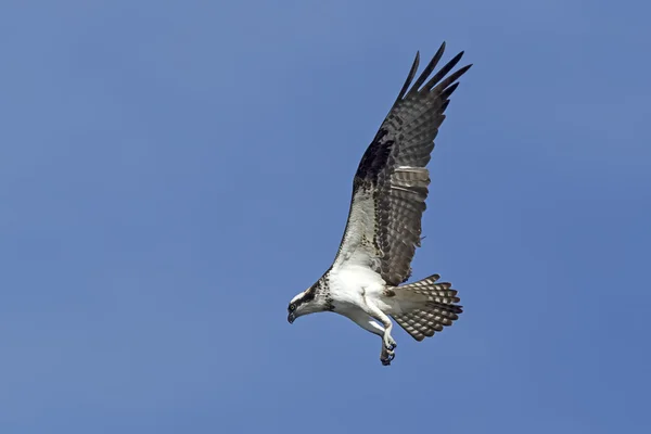 Osprey com asas para trás . — Fotografia de Stock