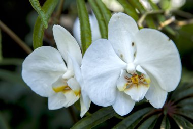 Beyaz Orkide çiçek.