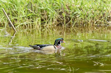 Ahşap ördek gölde yüzüyor.