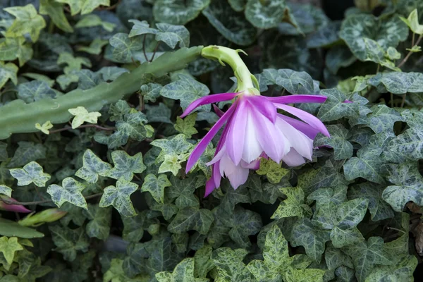 Rosa och lila cactus orchid. — Stockfoto