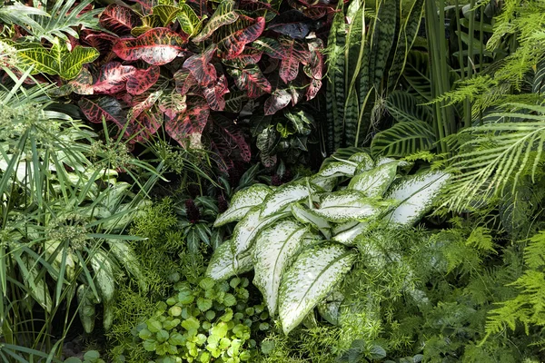 Various ferns clustered together. — Stock Photo, Image