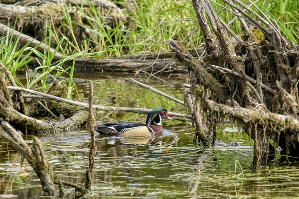 Pato de madera en zona pantanosa . —  Fotos de Stock