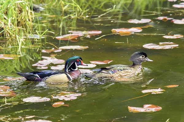 Pareja de pato madera . — Foto de Stock