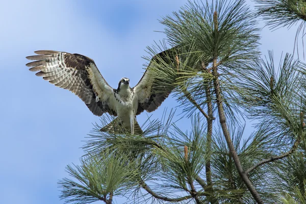 Osprey på gren med vingar sprida. — Stockfoto