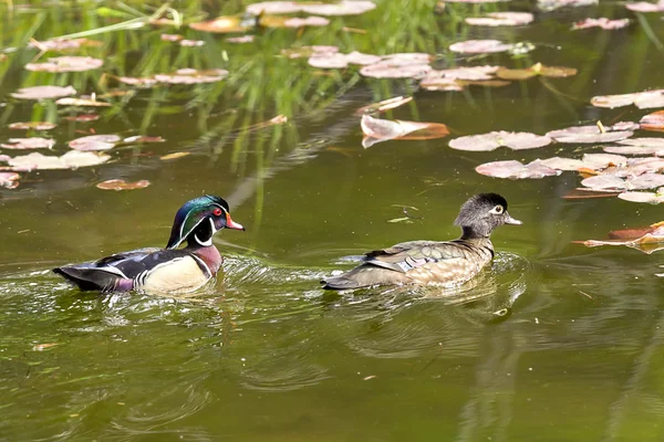 Wood duck couple swimming in pond. — Stock Photo, Image