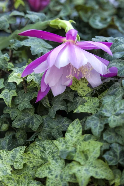 Pink cactus orchid. — Stockfoto