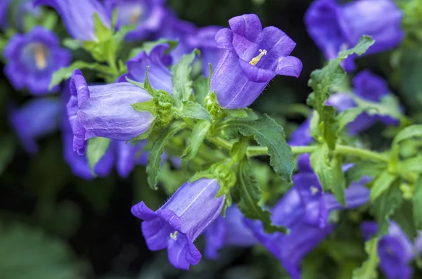 Close up of canterbury bells.