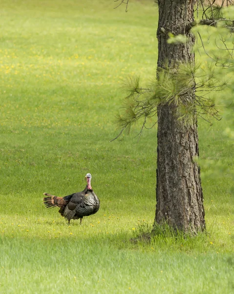 Sideview of a big turkey. — Stock Photo, Image