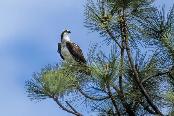 Perfil lateral de la águila pescadora en la rama del árbol . — Foto de Stock