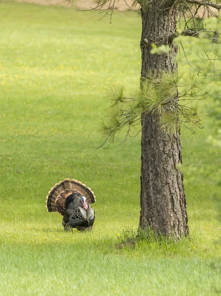 Турция идет по дереву . — стоковое фото