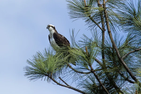 stock image Perched osprey looking for food.