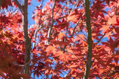 Gökyüzü çok az görülen kırmızı yaprakları.