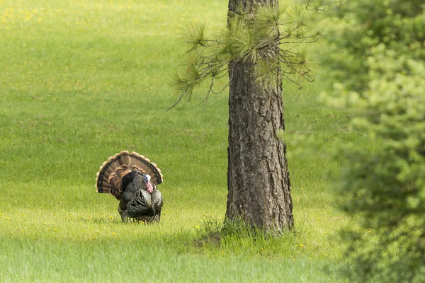 Tom Turkey door de boom. — Stockfoto