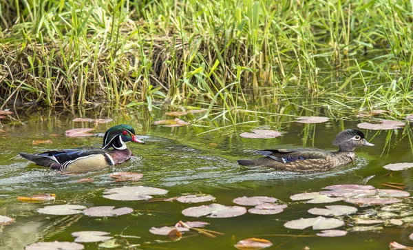 Canards des bois mâles et femelles . — Photo