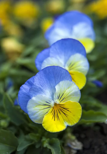 Rad med blå och gula penséer. — Stockfoto