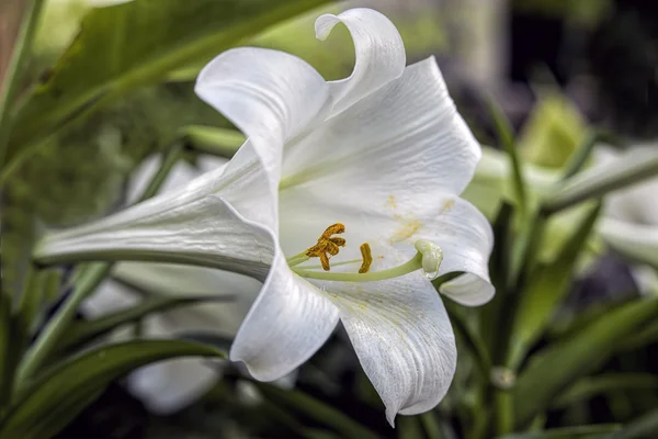 Macro of peace lily. — Stock Photo, Image