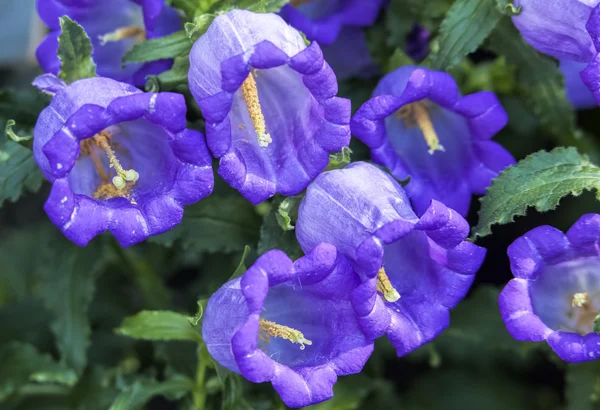 Macro of canterbury bells.