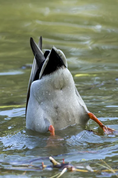 Mallard in search of food. — Stock Photo, Image