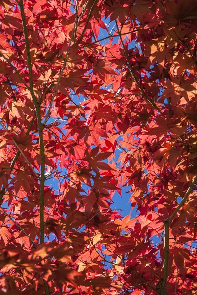 Feuilles d'arbres rouges avec des taches de ciel . — Photo