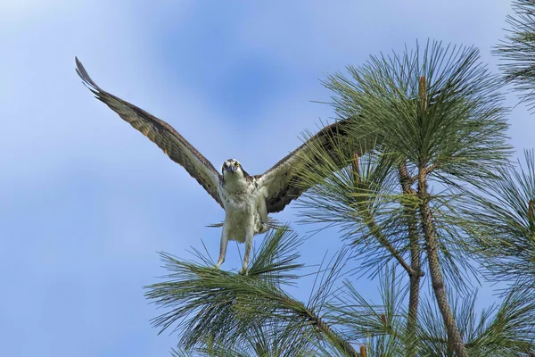Osprey encaramado con alas extendidas . — Foto de Stock