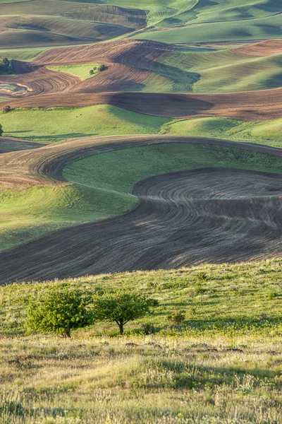 Palouse сільськогосподарський регіон . — стокове фото