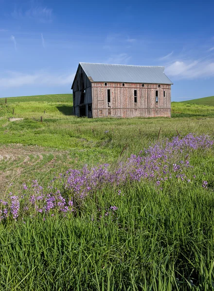 Wilde bloemen leidt tot oude schuur. — Stockfoto