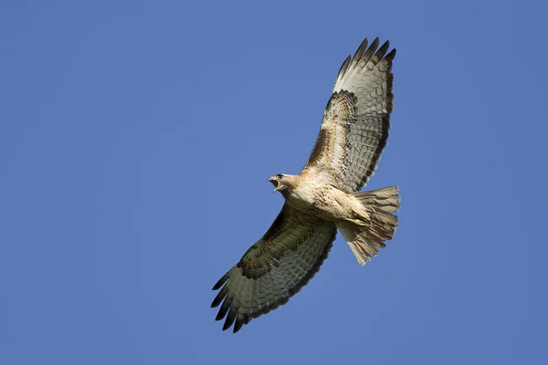 Habicht steigt in den Himmel. — Stockfoto