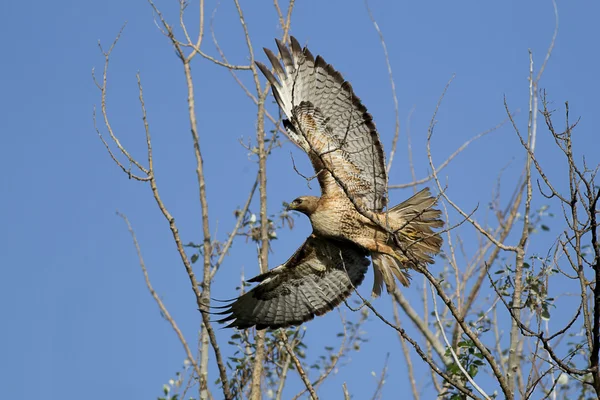 Hawk toma vuelo . — Foto de Stock