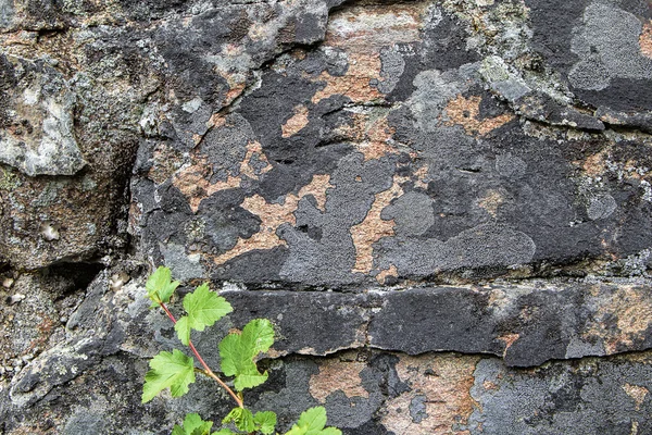 Ενδιαφέροντα μοτίβα στον τοίχο βράχου. — Φωτογραφία Αρχείου