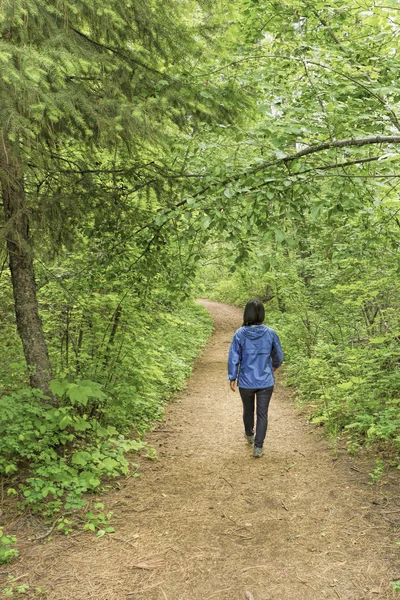 Nemen van een wandeling in het bos. — Stockfoto