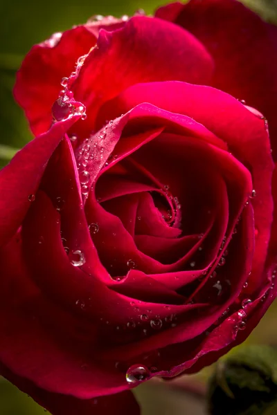 Gotas en una rosa roja . — Foto de Stock