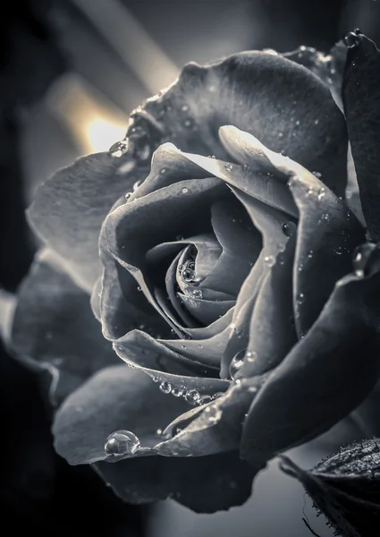 Beaux-arts B & W of rose . — Photo