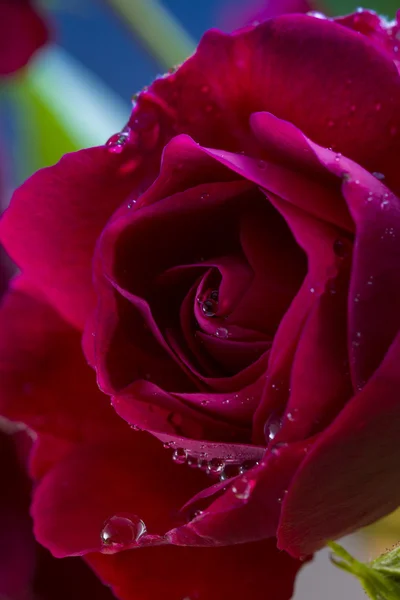 Bela rosa vermelha com gotas de água. — Fotografia de Stock