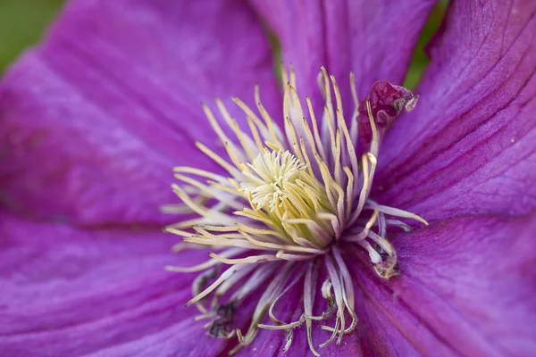 Makro Fialový květ. — Stock fotografie