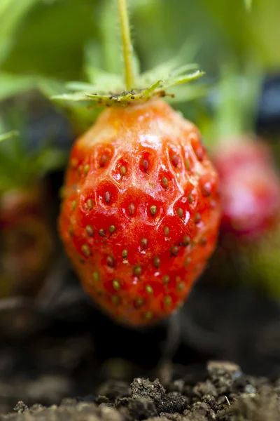 Kleine rijp aardbei. — Stockfoto