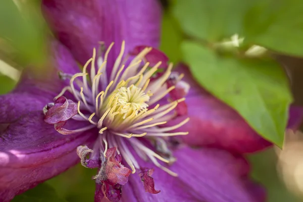 Nelly moser clematis kwiat. — Zdjęcie stockowe