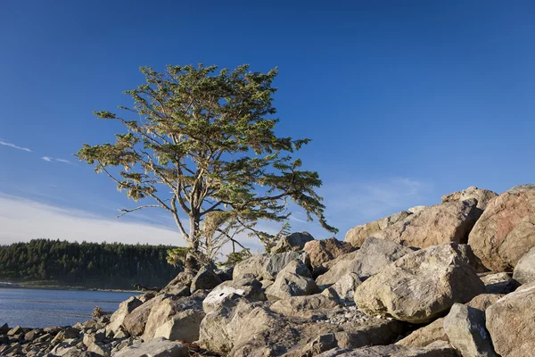 Lone tree by rocks. — Stock Photo, Image