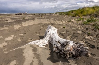 Sahilde eski güdük.