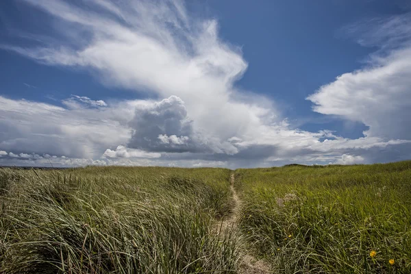 Erba alta sotto un cielo blu . — Foto Stock