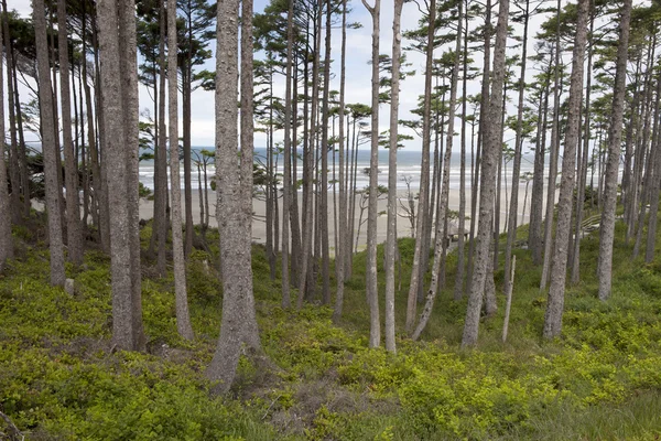 Grove of trees by the ocean. — Stock Photo, Image