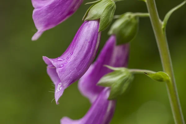 Närbild av fingerborgsblomma blomma. — Stockfoto