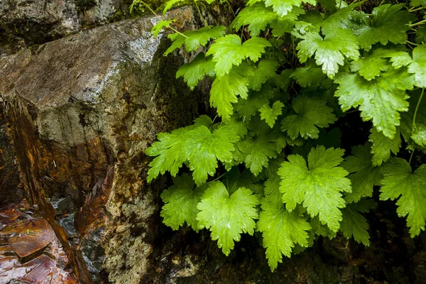 Grüne Blätter und ein Felsen. — Stockfoto