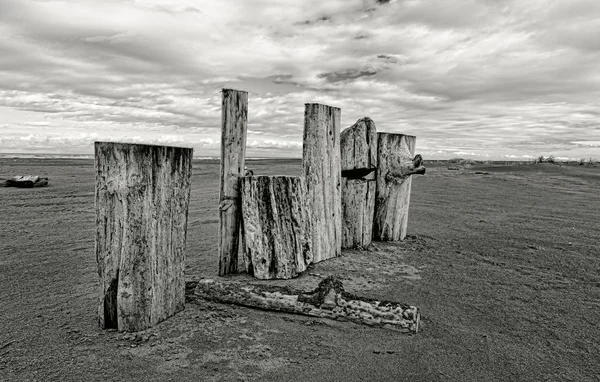 B & W de troncos de pie en la playa . — Foto de Stock