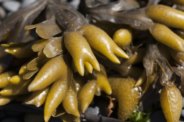 Rockweed yakın çekim. — Stok fotoğraf