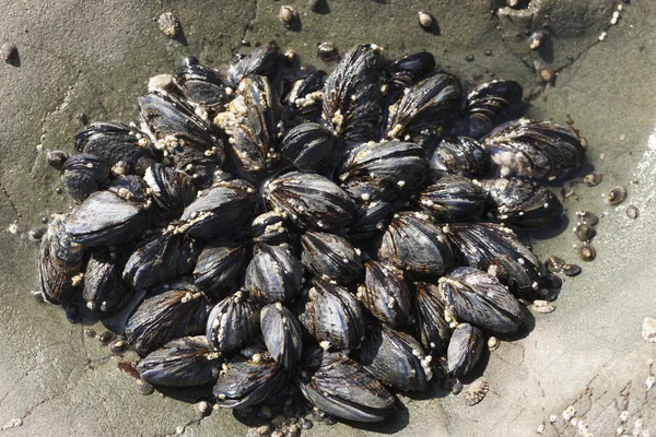 Mosselen in de tidepool. — Stockfoto