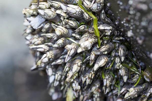 Un racimo de percebes sobre una roca . —  Fotos de Stock