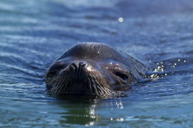 Deniz aslanı suda, yakın çekim.