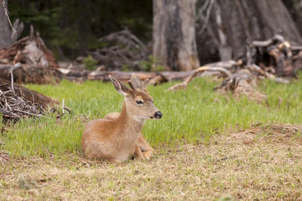 Male black tailed deer laying in grass. — Stock Photo, Image