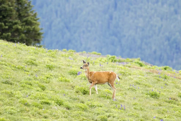 Grazende black - tailed deer. — Stockfoto