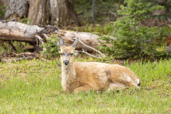 Female Black-tailed deer laying in grass. — Stock Photo, Image